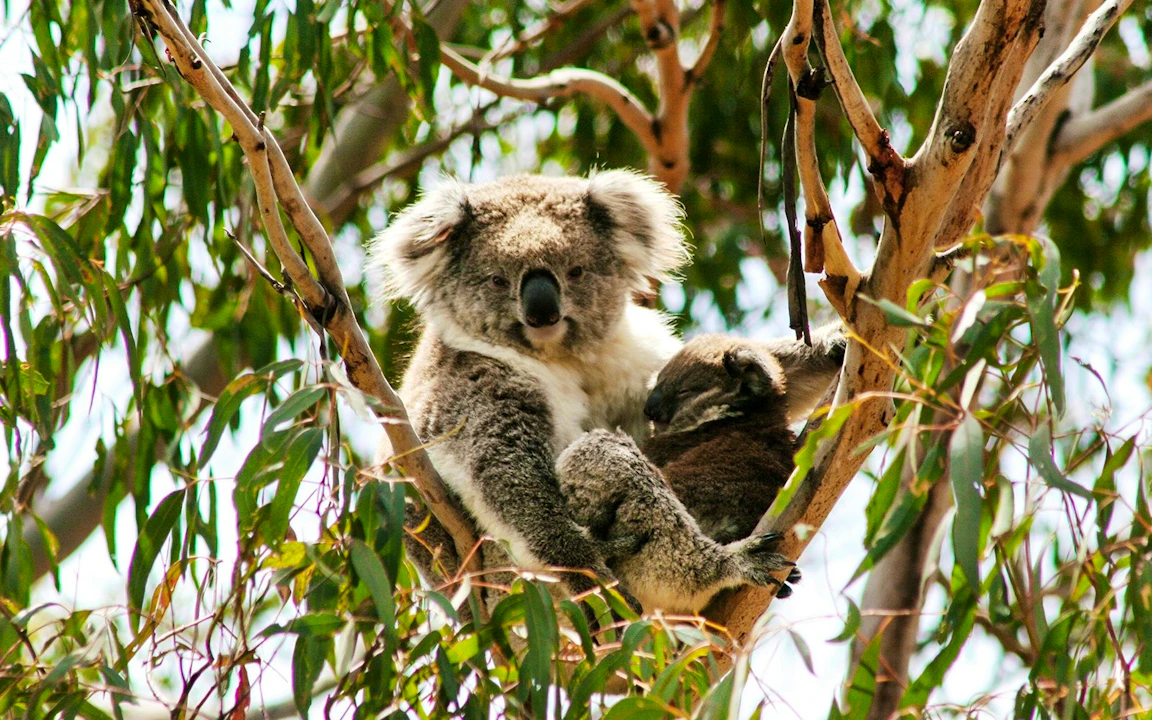 Koala Conservation Reserve in Phillip Island
